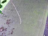 image of grave number 45821